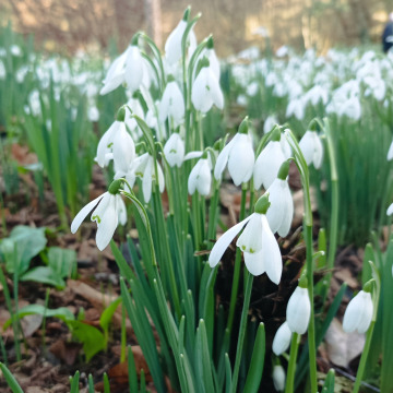 Photo for notice Merle Rosemary PHILLIPS