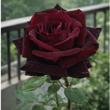 Photo for notice Jacqueline BOLLINGTON