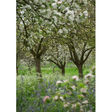 Photo of Rachel Mary EWBANK