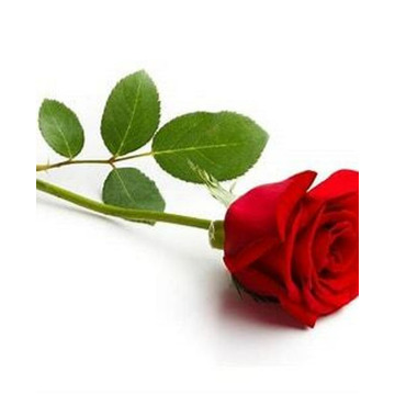 Photo of Belinda BASHER