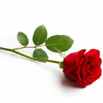 Photo for notice Belinda BASHER