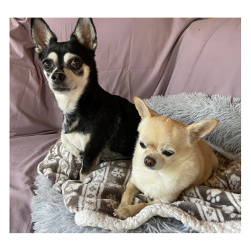 Photo for notice Sarah Margaret OSBORNE