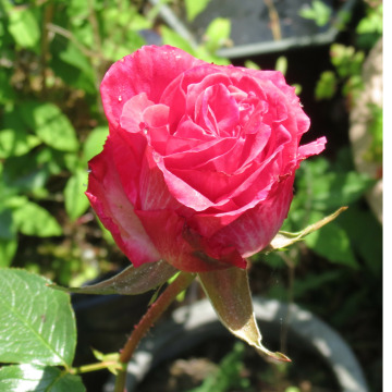 Photo for notice Robert Michael CUBITT