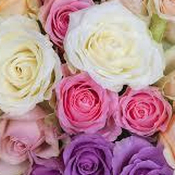 Photo of Jean MORRIS