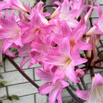 Photo for notice Stephanie PADBURY