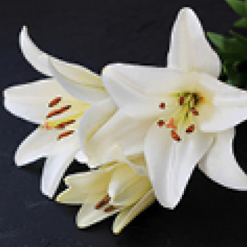 Photo for notice Eric BIRCH