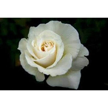 Photo of Joyce SCRAGG