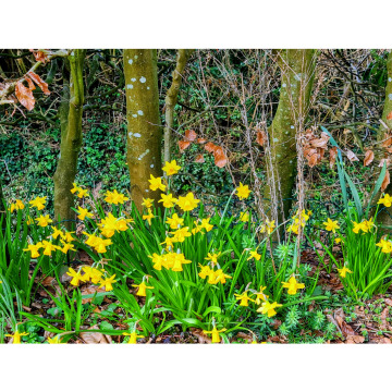 Photo for notice John David PIZZEY