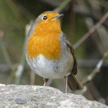 Photo for notice David MELLOR