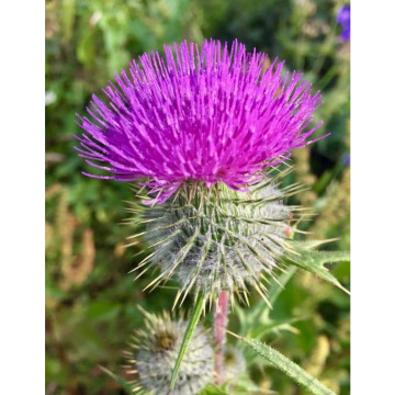 Photo for notice William Erskine BROWN