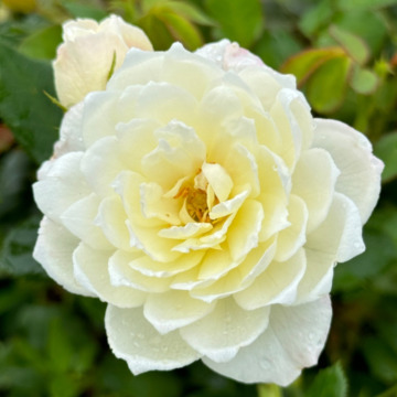 Photo for notice Rosemary Ann WILLIAMS