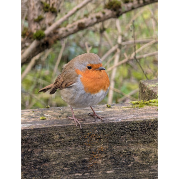 Photo for notice Stella DALBY