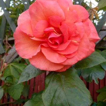 Photo for notice Jacqueline Kenwyn JONES