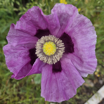 Photo for notice Pauline Ada SOMERVILLE