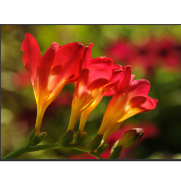 Notice Gallery for Lucie lenden New