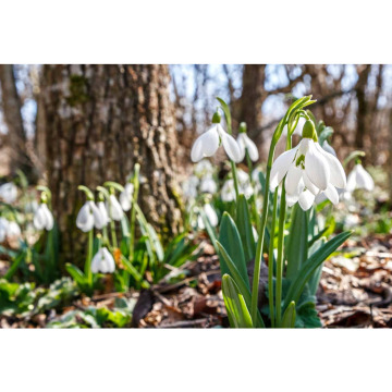 Photo for notice Sheila REED