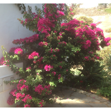 Notice Gallery for SUSAN CROWE