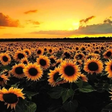 Photo for notice Ebony Nichols